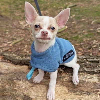 Tiny Toastie Water Repellent Fleece Dog Coat by My Chi and Me Dusky Blue - Large - Fits Like SMALL